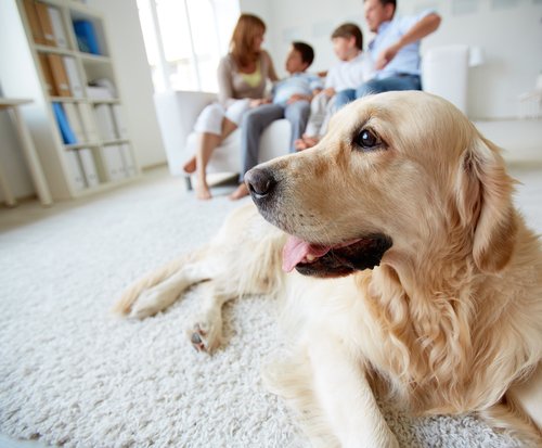 Hunde fördern die Gesundheit im Haus