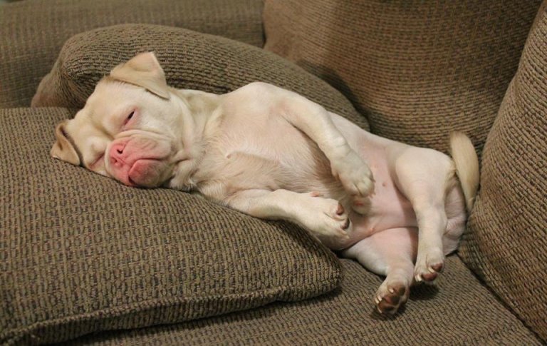 Der Hund mit der bösen Miene