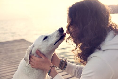 Hunde warnen Diabetiker