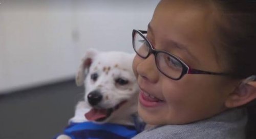 Hund kann Diabetiker warnen und hilft Mächen