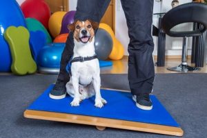 Steigere die Intelligenz deines Hundes durch Spiele