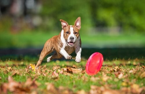 die Intelligenz deines Hundes - Hunde spielt mit Frisbee