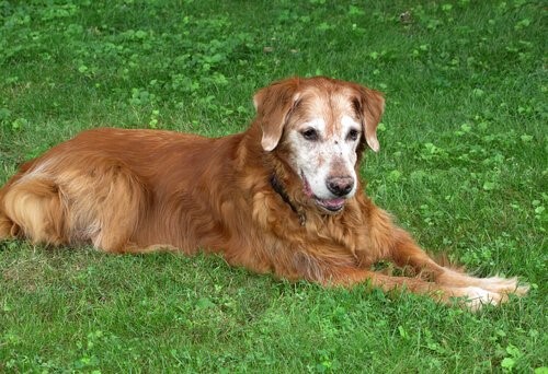 die Loyalität - älterer Hund