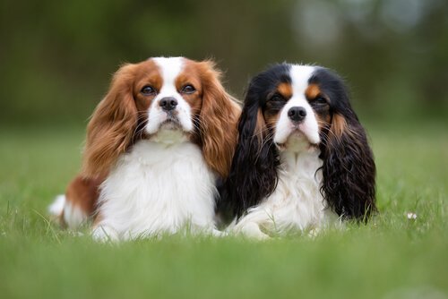Wenn du eine viel beschäftigte Person bist, kannst du einen dieser Hunde halten Wenn du eine viel beschäftigte Person bist, kannst du einen dieser Hunde halten