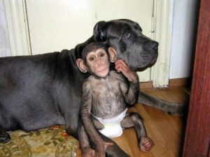 Lerne die Hündin kennen, die sich um verwaiste Schimpansen kümmert