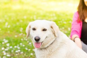 5 Dinge, die dein Hund nicht mag