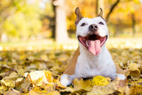 Wie kannst du deinen Hund glücklich machen?