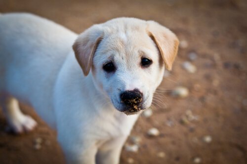 Ein Hund ist fürs Leben!