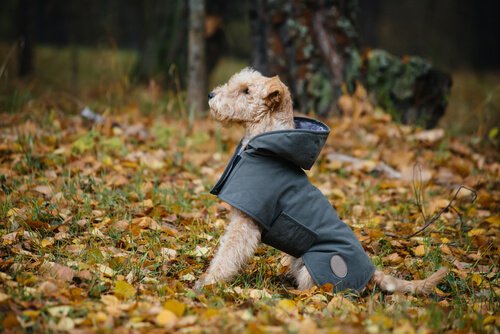 Lerne, wie du deinem Hund einen Regenmantel machen kannst