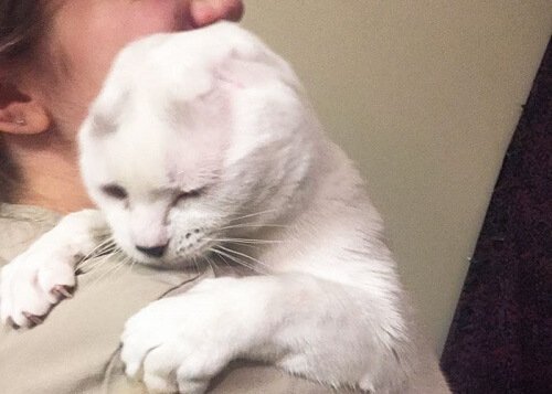 Eine Katze gegen Angstzustände