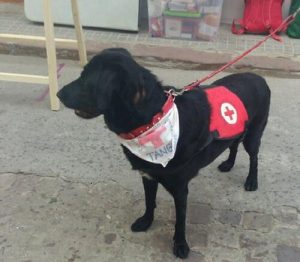 Ein misshandelter Hund stellt Therapiehilfe