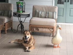 Ente hilft deprimiertem Hund