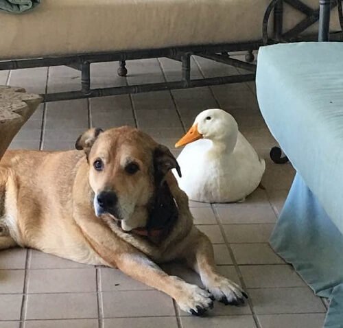 Ente und Hund