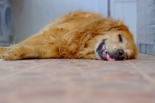 Foto von Hund im Internet