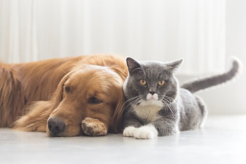 Sieben gefährliche Krankheiten für dein Haustier