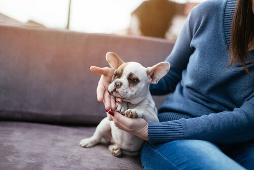 Wusstest du, dass ein Hund die Gesundheit seiner Besitzer fördert?