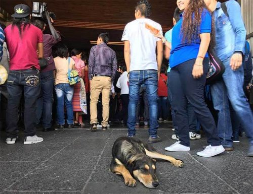 Zahlreiche Gläubige verlassen ihre Hunde vor einer Basilika