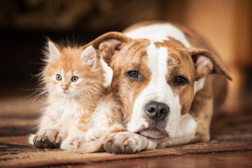 Katzen und Hunde können gefährliche Krankheiten bekommen
