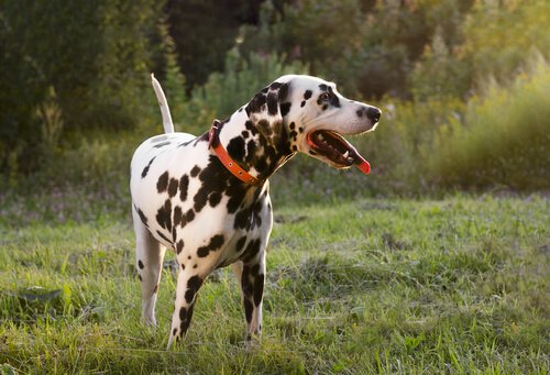 Schönheits-OPs bei Hunden verboten