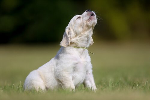 Wenn ein Hund ständig bellt, können diese Tipps helfen