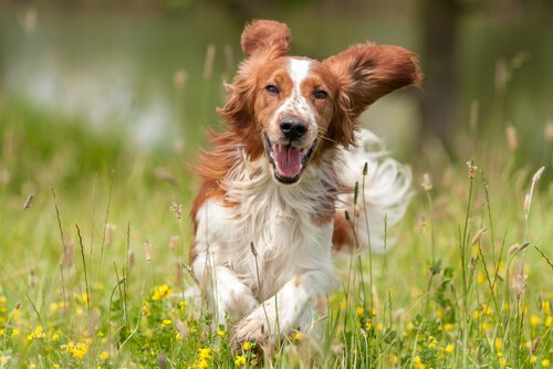Wie weißt du, dass dein Hund glücklich ist? Deine Tiere