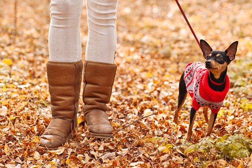 Schicker Hund im Winter