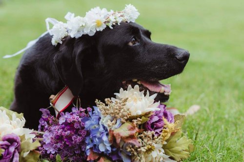 Hund mit Hirntumor stirbt nach der Hochzeit seines Frauchen Deine Tiere