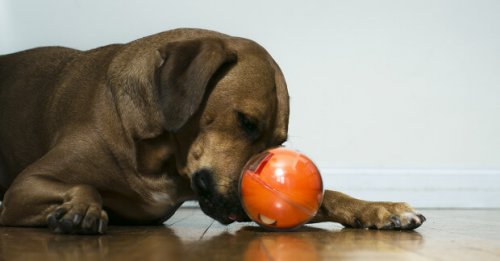 PlayDate: Modespielzeug für Hunde