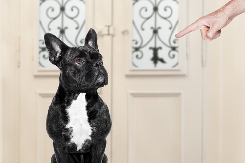 Problemverhalten bei Hund stoppen