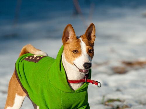 Hund mit Regenmantel