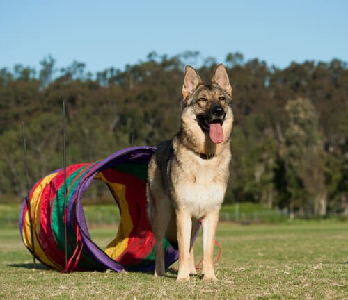 Trainiere deinen Hund auch im Spiel für den Rückruf