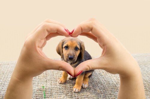 Das einzige Ziel deines Hundes: dir sein Herz zu schenken!