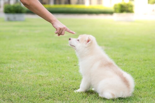 Was tun, wenn dein Hund versucht, dich zu beißen?