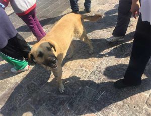 Hunde werden vor der Basilika ausgesetzt