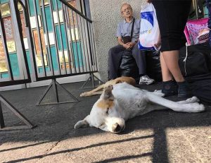 Hund vor der Basilika von Guadalupe