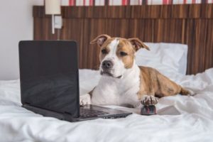 Hund Yogi vor Computer