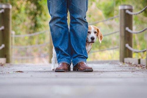 Angstverhalten bei Hund