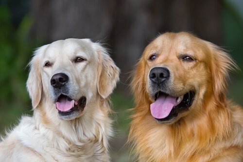 Hunde verändern dein Leben