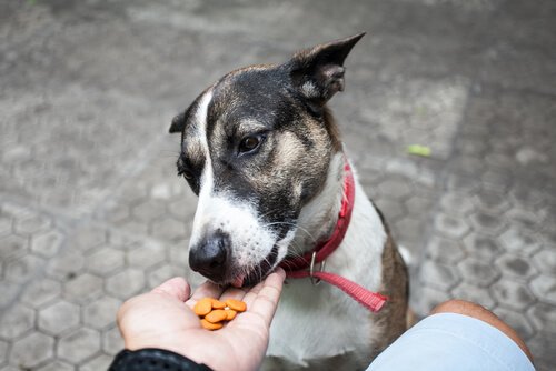 Das Leben des Hundes ist besser mit gutem Fressen