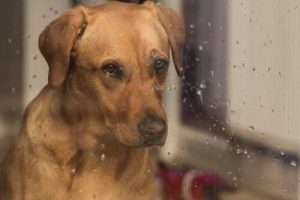 Wie beeinflussen der Regen und seine Geräusche die Hunde?