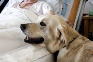 Hunde sind die besten Freunde der Diabetiker