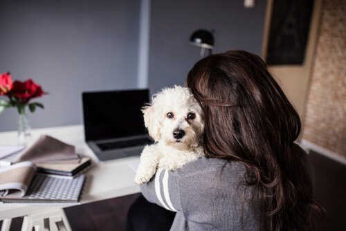 Hunde und Menschensprache
