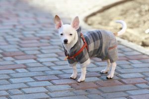 Wie du deinen Hund am besten auf den Winter vorbereitest