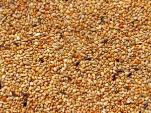 Kanariensaat für Aufzucht von Kanarienvögeln