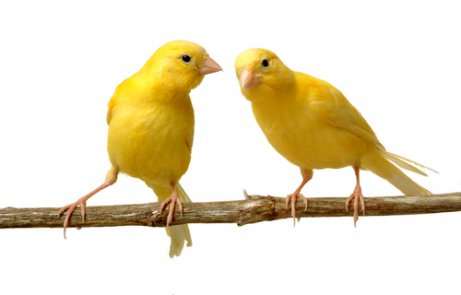 Wissenswertes über die Zucht von Kanarienvögeln