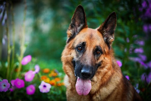Das Kastrieren lassen verlängert das Leben des Hundes