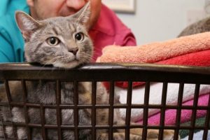Warum begleitet mich meine Katze ins Badezimmer