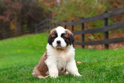 Hundenamen für Hund suchen