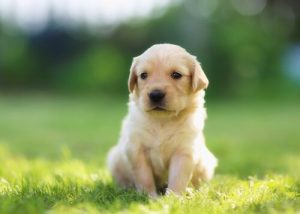 14 kreative Hundenamen