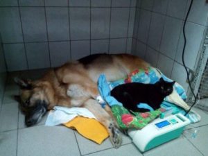 Luzifer, ein gelähmter Kater der anderen hilft